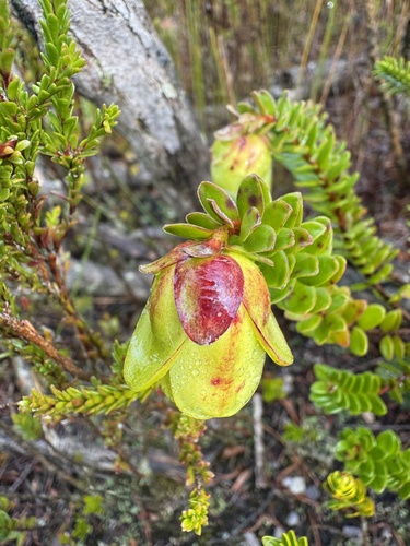 Darwinia collina (Darwinia collina)