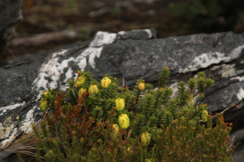 Darwinia collina (Darwinia collina)
