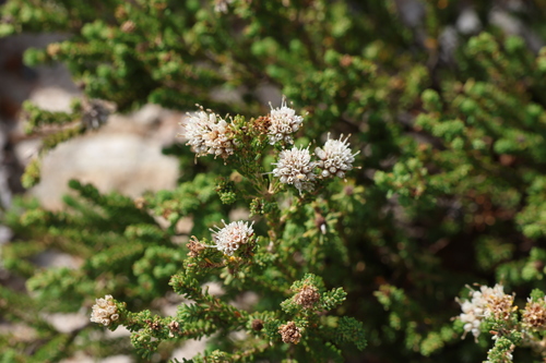 Darwinia diosmoides (Darwinia diosmoides)