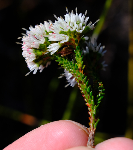 Darwinia diosmoides (Darwinia diosmoides)