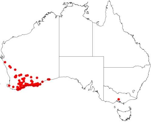 Darwinia diosmoides: Darwinia diosmoides occurrence data from Australasian Virtual Herbarium 2019-10-26 using doi: https://doi.org/10.26197/5db36a2a9a940