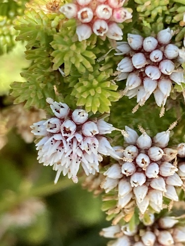 Darwinia diosmoides (Darwinia diosmoides)
