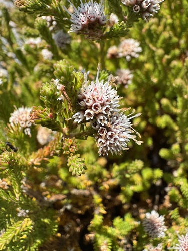 Darwinia diosmoides (Darwinia diosmoides)