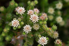 Darwinia diosmoides (Darwinia diosmoides)