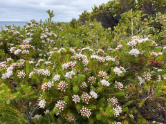 Darwinia diosmoides (Darwinia diosmoides)