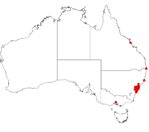 Darwinia fascicularis: Darwinia fascicularis occurrence data from Australasian Virtual Herbarium downloaded 26 October 2019 from https://doi.org/10.26197/5db36a2a9a940