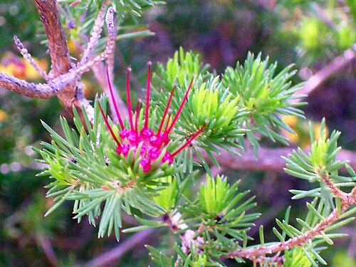 Darwinia fascicularis: Darwinia fascicularis at Ku-ring-gai_Chase_National_Park, Australia