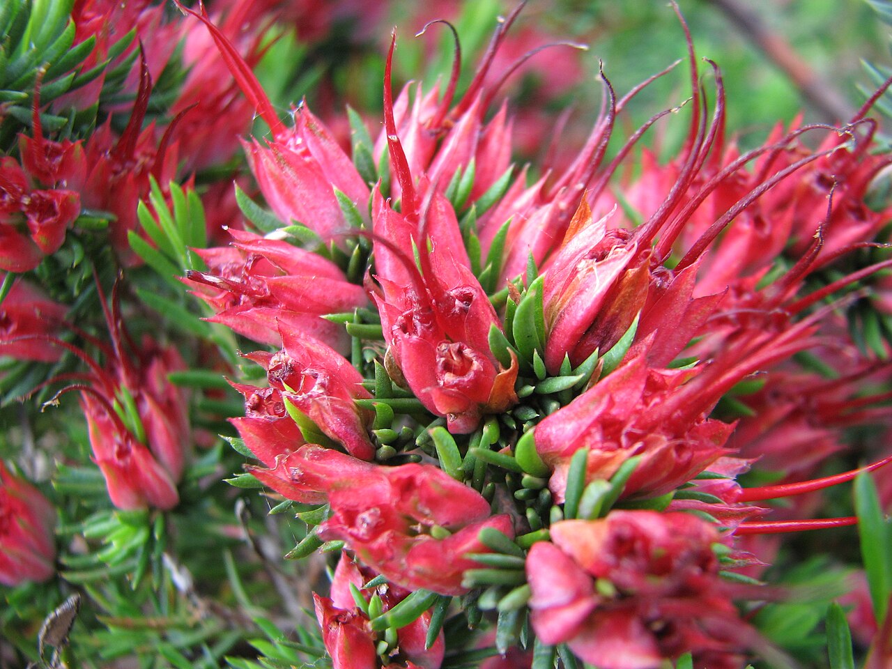 Darwinia grandiflora: Darwinia grandiflora (cultivated, labelled) , Royal Botanic Gardens Cranbourne, Victoria, Australia