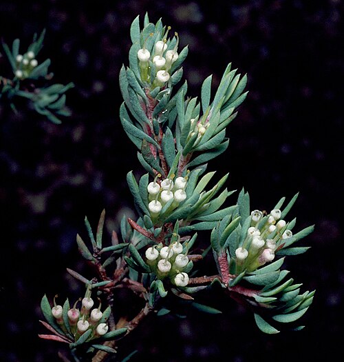 Darwinia leptantha: Darwinia leptantha growing in the Australian National Botanic Garden