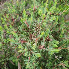Darwinia leptantha (Darwinia leptantha)