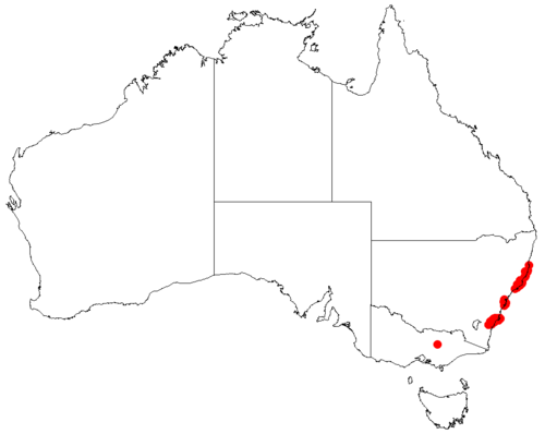Darwinia leptantha: Darwinia leptantha occurrence data from Australasian Virtual Herbarium 2019-10-26 using doi: https://doi.org/10.26197/5db36a2a9a940