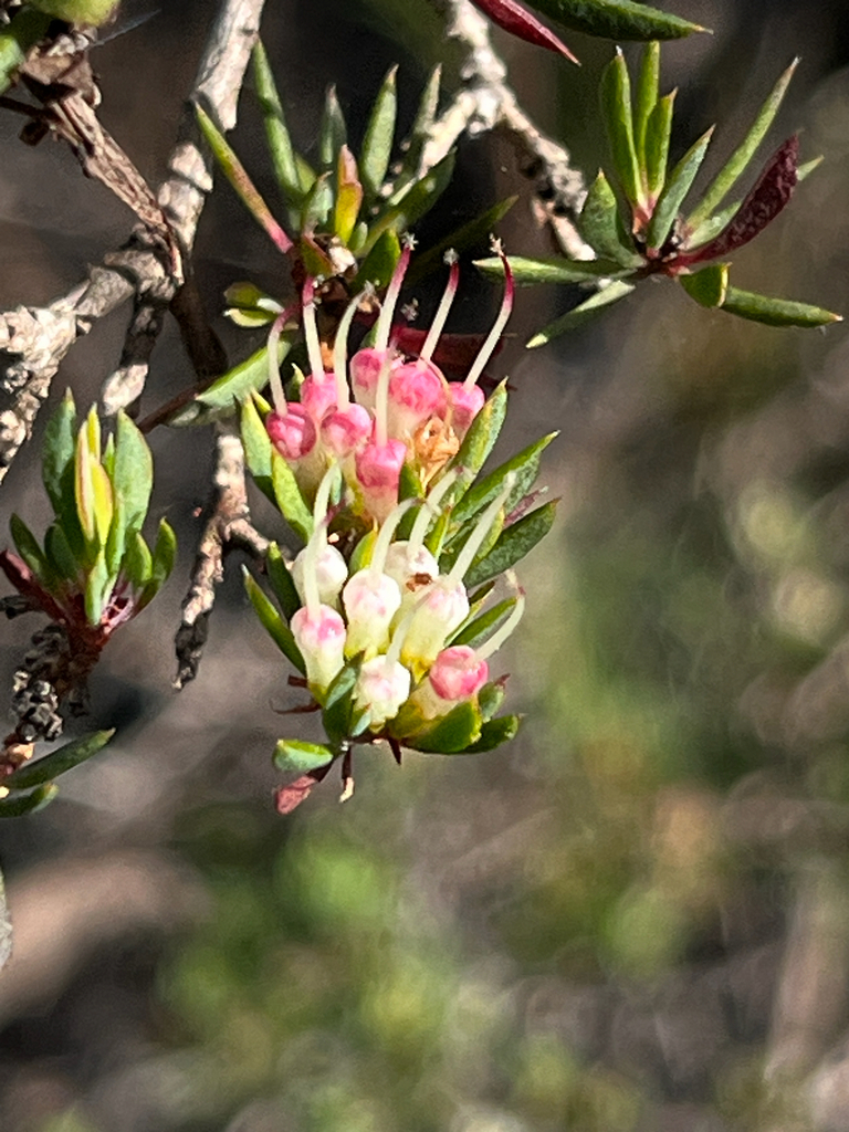 Darwinia leptantha (Darwinia leptantha)