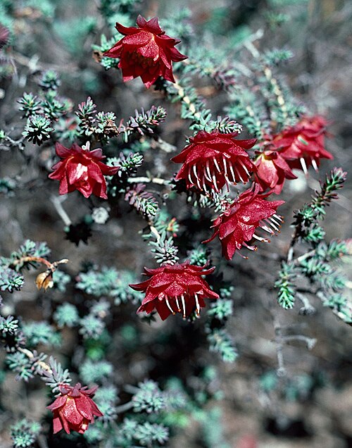 Darwinia purpurea: Darwinia purpurea , 8 km from Koorda along road to Cadoux, Western Australia
