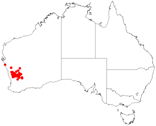 Darwinia purpurea: Darwinia purpurea occurrence data from Australasian Virtual Herbarium 2019-10-26 using doi: https://doi.org/10.26197/5db36a2a9a940