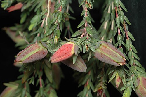 Darwinia speciosa: Darwinia speciosa in the Australian National Botanic Gardens