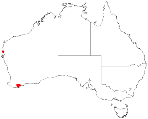 Darwinia squarrosa: Darwinia squarrosa occurrence data from Australasian Virtual Herbarium 2019-10-26 using doi: https://doi.org/10.26197/5db36a2a9a940