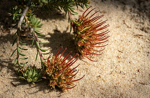 Darwinia virescens: Darwinia virescens near Kalbarri National Park