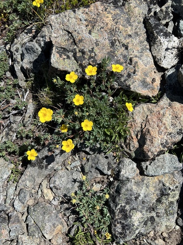 Shrubby cinquefoil (Dasiphora fruticosa)