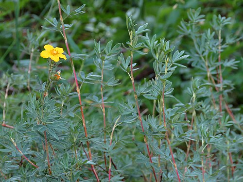 Shrubby cinquefoil: Dasiphora fruticosa . Sawtooth National Forest near Stanley, Idaho.