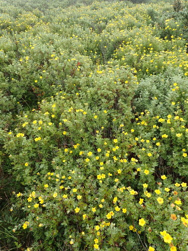 Shrubby cinquefoil (Dasiphora fruticosa)