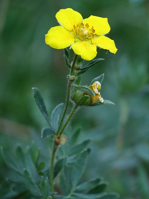 Shrubby cinquefoil: Dasiphora fruticosa . Sawtooth National Forest near Stanley, Idaho.