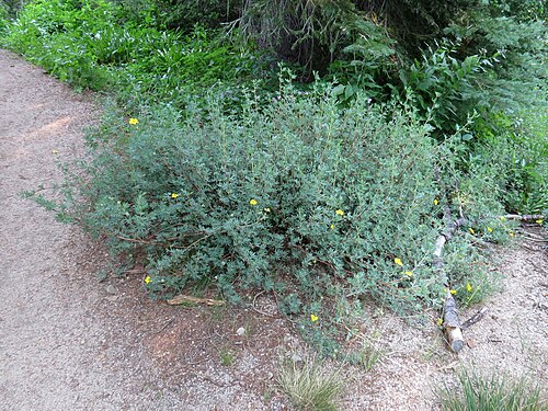 Shrubby cinquefoil: Dasiphora fruticosa . Sawtooth National Forest near Stanley, Idaho.