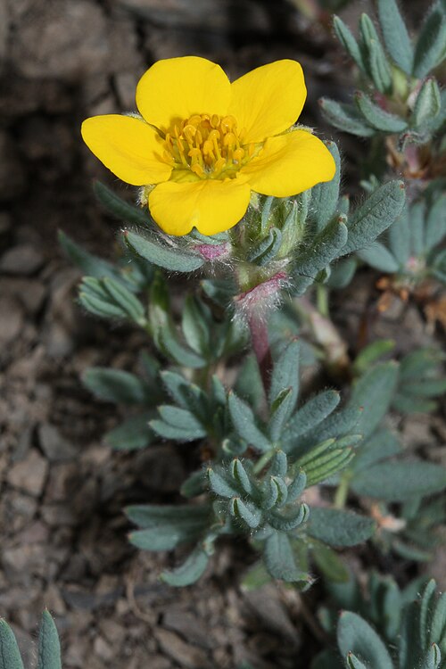 Shrubby cinquefoil: Shrubby Cinquefoil, Yellow Rose