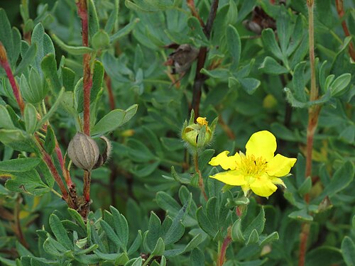 Shrubby cinquefoil: Dasiphora fruticosa . Elk Meadow near Stanley, Idaho