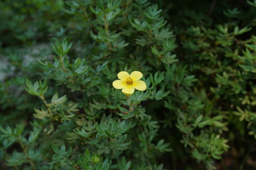 Shrubby cinquefoil (Dasiphora fruticosa)