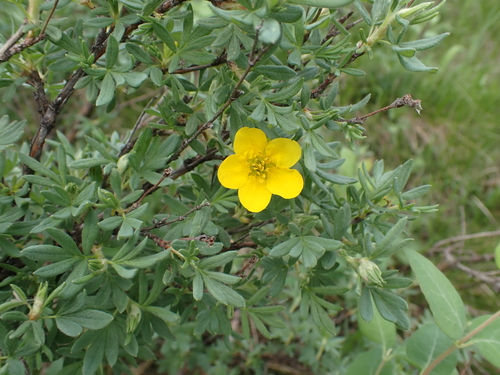 Shrubby cinquefoil (Dasiphora fruticosa)