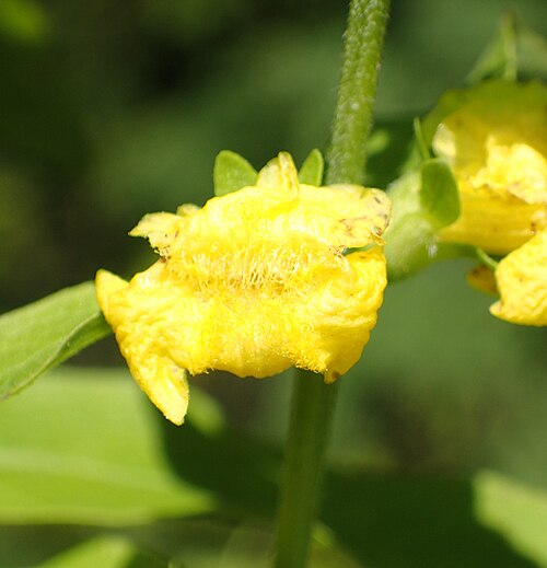 Mullein foxglove: Photo of Dasistoma macrophylla uploaded from iNaturalist .