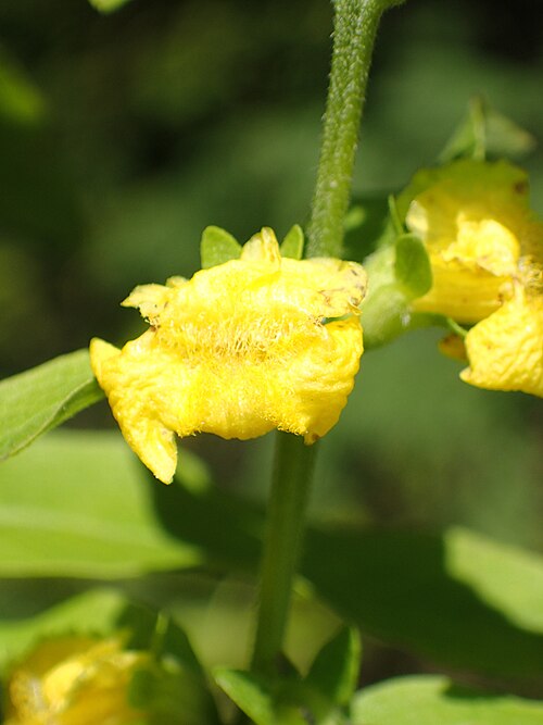 Mullein foxglove: Photo of Dasistoma macrophylla uploaded from iNaturalist .