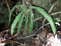 Dasygrammitis crassifrons (Dasygrammitis crassifrons)