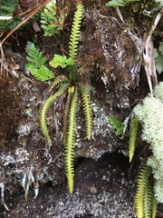 Dasygrammitis crassifrons (Dasygrammitis crassifrons)