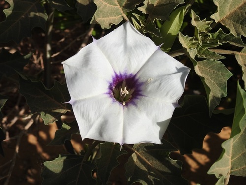 Desert thorn-apple