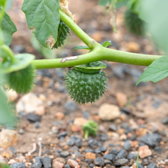 Leichhardt's datura (Datura leichhardtii)