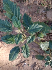 Leichhardt's datura (Datura leichhardtii)