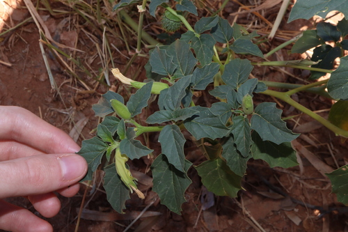 Leichhardt's datura (Datura leichhardtii)