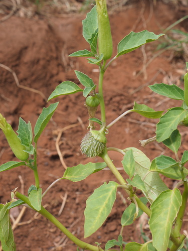 Leichhardt's datura (Datura leichhardtii)