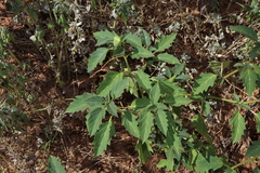 Leichhardt's datura (Datura leichhardtii)