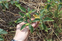 Leichhardt's datura (Datura leichhardtii)