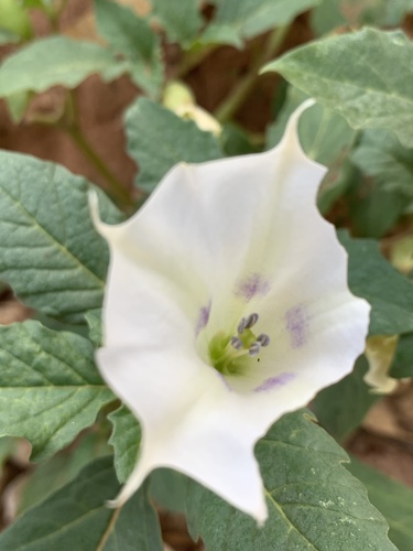Leichhardt's datura (Datura leichhardtii)