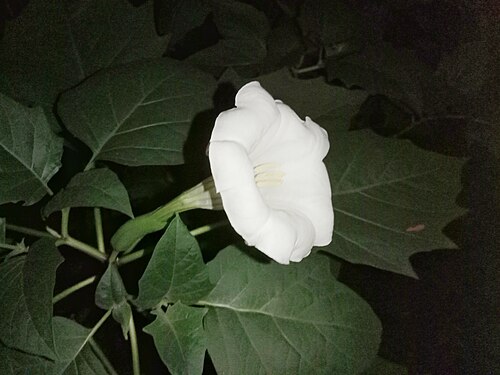 Datura metel: A flower of Datura metel (Indian thornapple) at night. Photo taken by Yogabrata Chakraborty, on June 28, 2022.