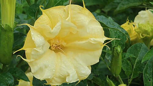 Datura metel: 190908 054 Chicago Botanic Gdn - Crescent Garden, Datura metel 'Ballerina Yellow' Angel's Trumpet