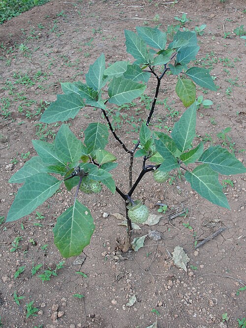 Datura metel: This media file was uploaded as a part of the TamilWiki Media Contest .