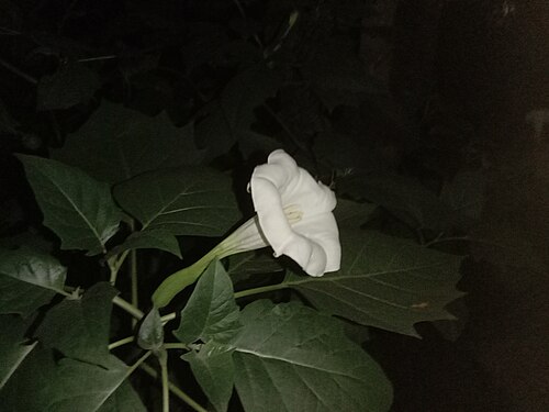 Datura metel: A flower of Datura metel (Indian thornapple) at night. Photo taken by Yogabrata Chakraborty, on June 28, 2022.