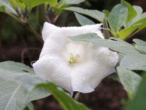 Datura metel: Datura metel