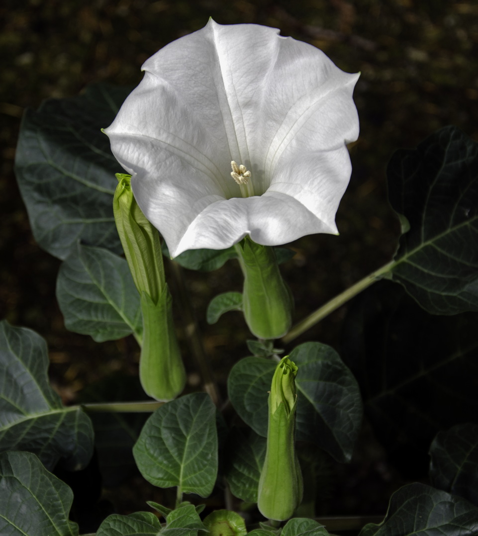 Datura metel: Species: Brugmansia metel syn. Datura metel 1.5 m high; flower diameter: 9 cm; flower length: 20 cm Distribution: Southern China This species is not hardy.