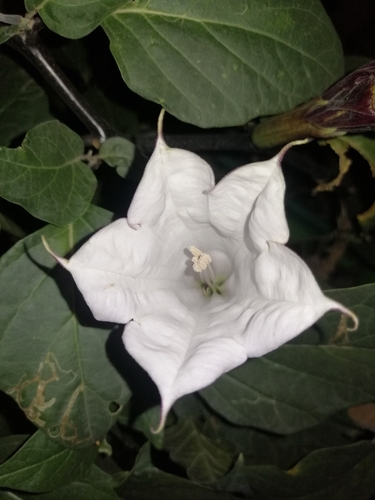 Datura metel (Datura metel)