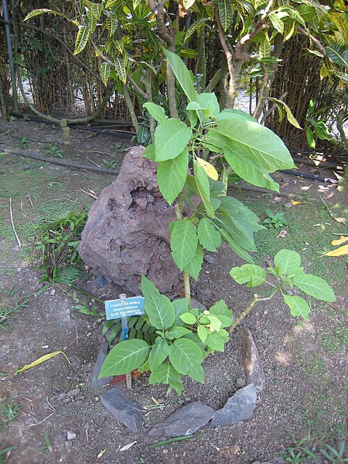 Datura metel: Datura fastuosa au Jardin d'Éden de Saint-Paul , sur l'île de La Réunion .